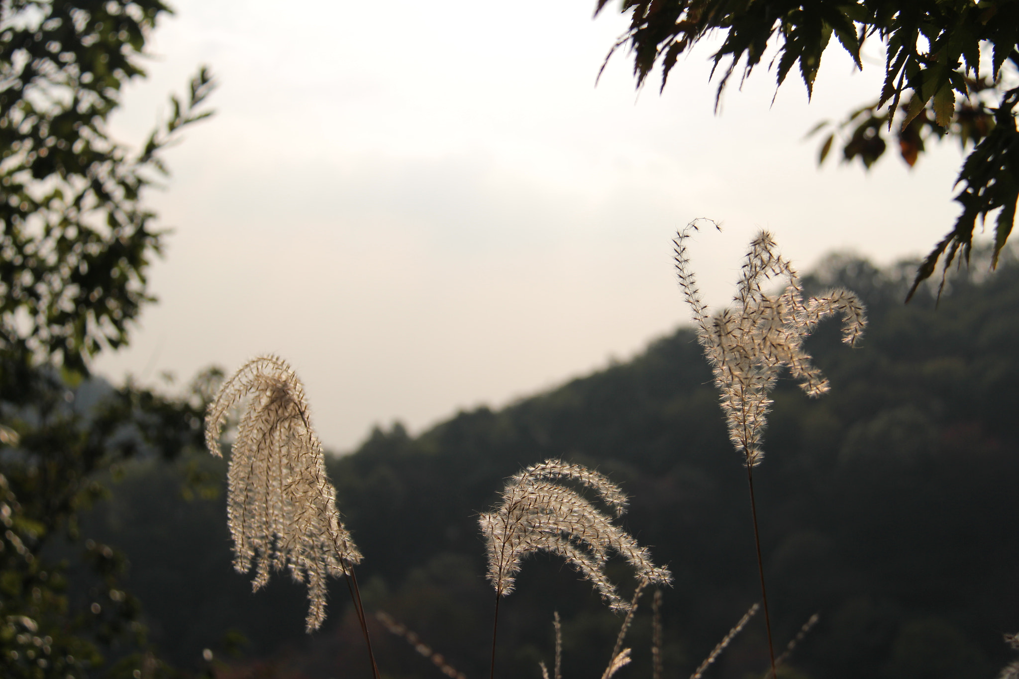 Canon EF-S 18-200mm F3.5-5.6 IS sample photo. 산에서만난  억새 `````` photography