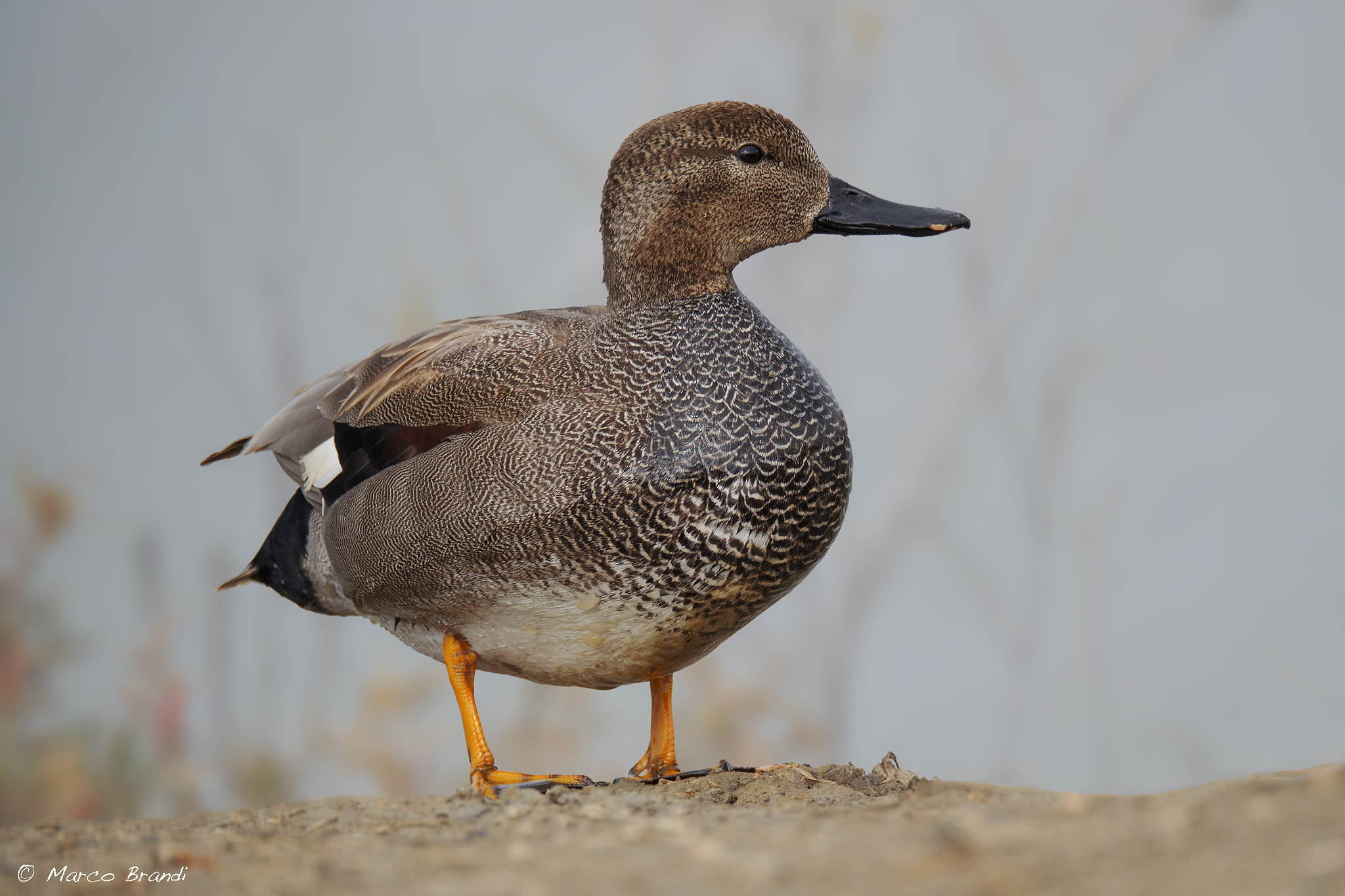 Sigma 150-600mm F5-6.3 DG OS HSM | S sample photo. Canapiglia maschio - gadwall photography