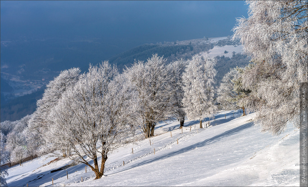 Sony a99 II sample photo. Beautiful white frozen trees on blue sky background. picturesque photography