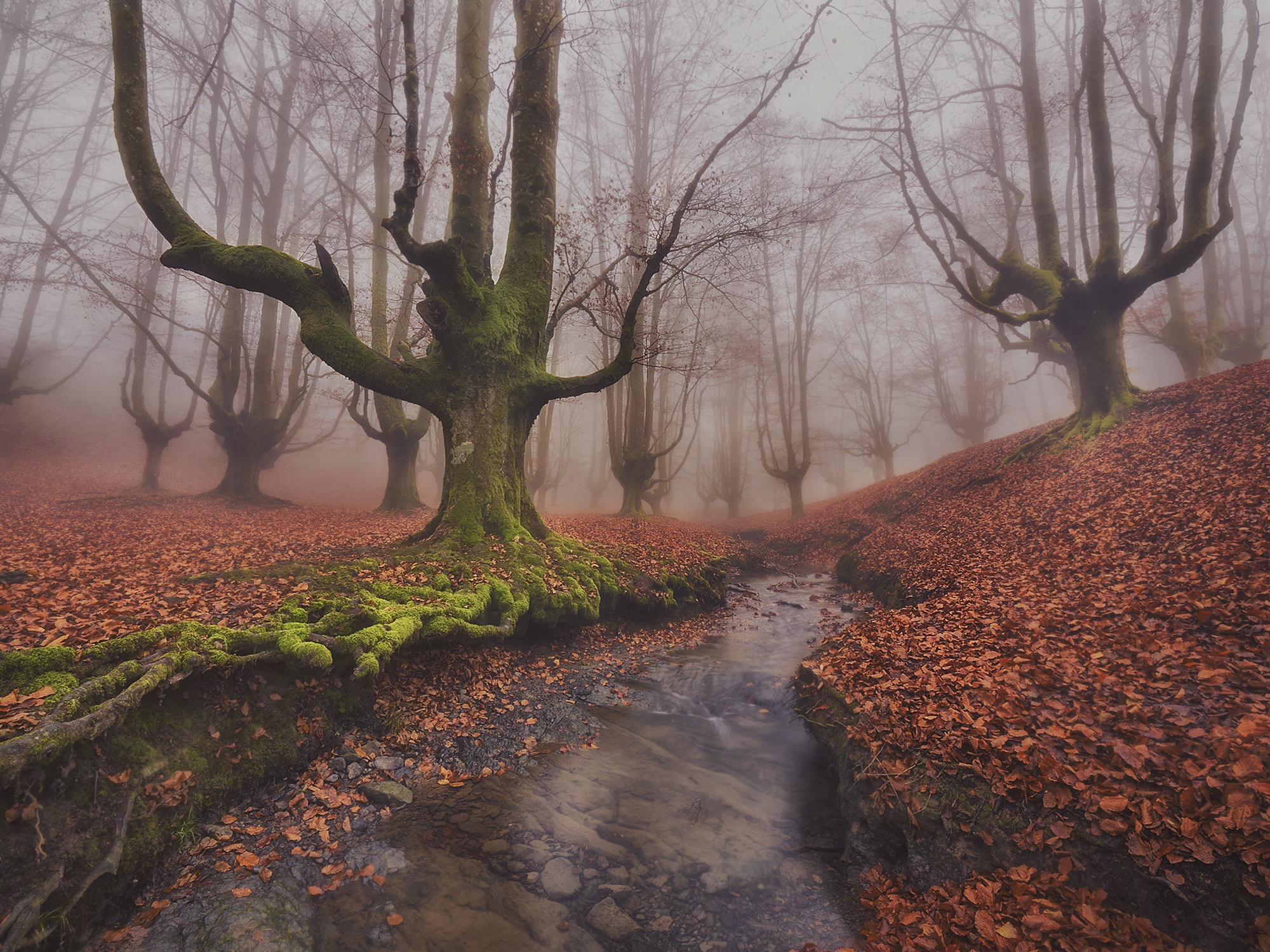 OLYMPUS  7-14mm Lens sample photo. "the myth of the fog ll" photography