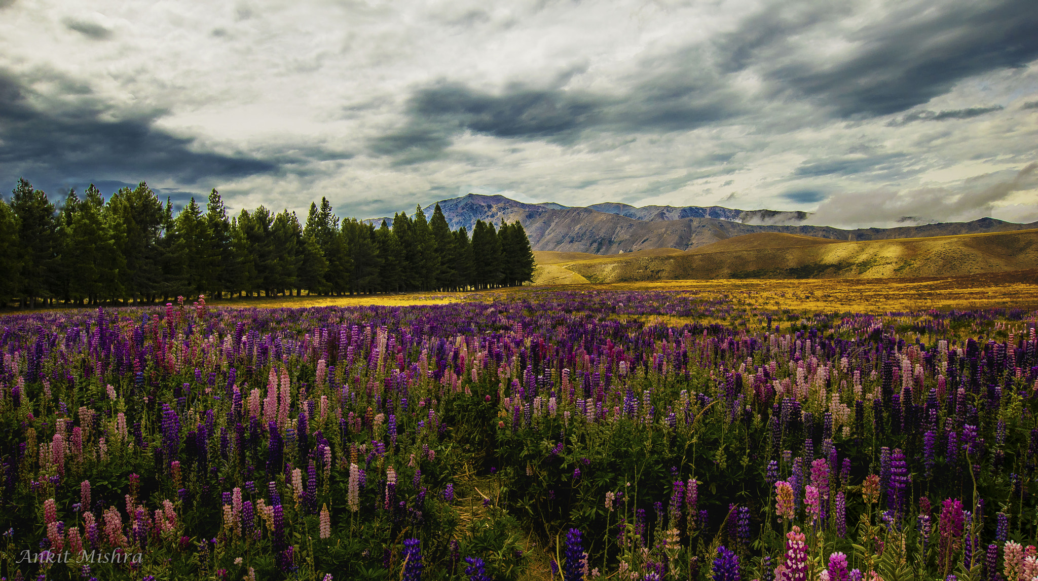 Nikon D5500 + Sigma 10-20mm F3.5 EX DC HSM sample photo. Land of flowers!! photography