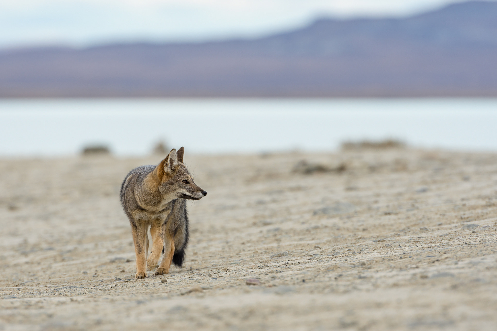 Nikon AF-S Nikkor 70-200mm F2.8G ED VR II sample photo. Patagonian grey fox photography