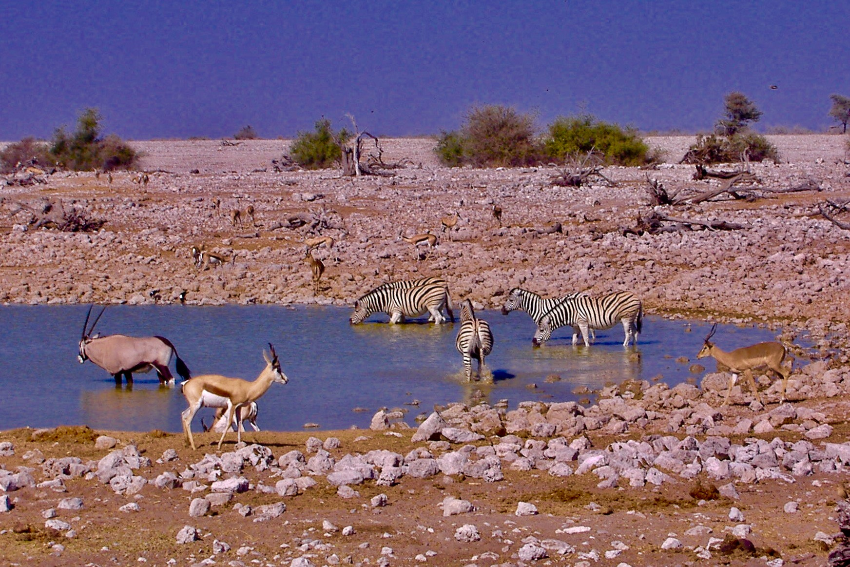 Fujifilm FinePix A345 sample photo. Namibia, early morning photography