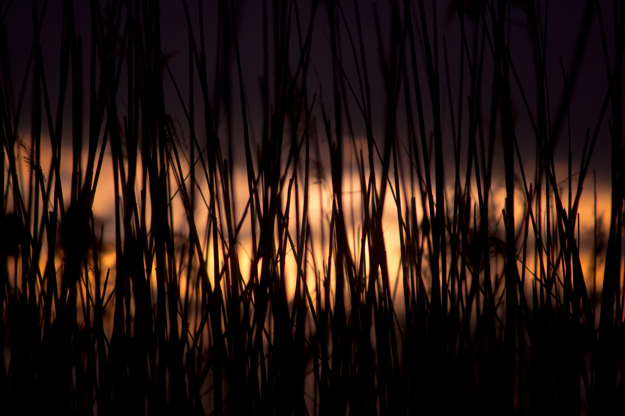Canon EF-S 55-250mm F4-5.6 IS II sample photo. Evening glades photography