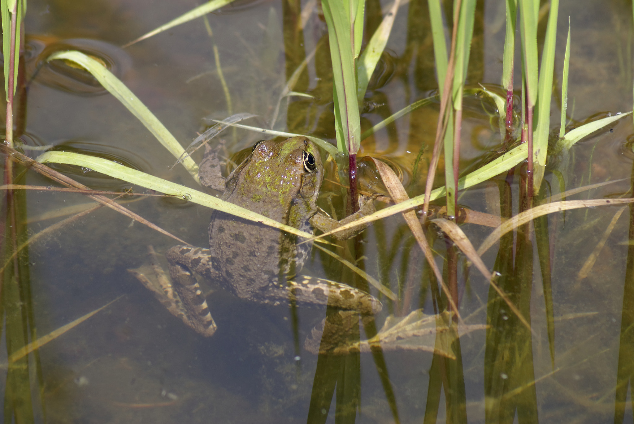Sony 75-300mm F4.5-5.6 sample photo. Another frog photography