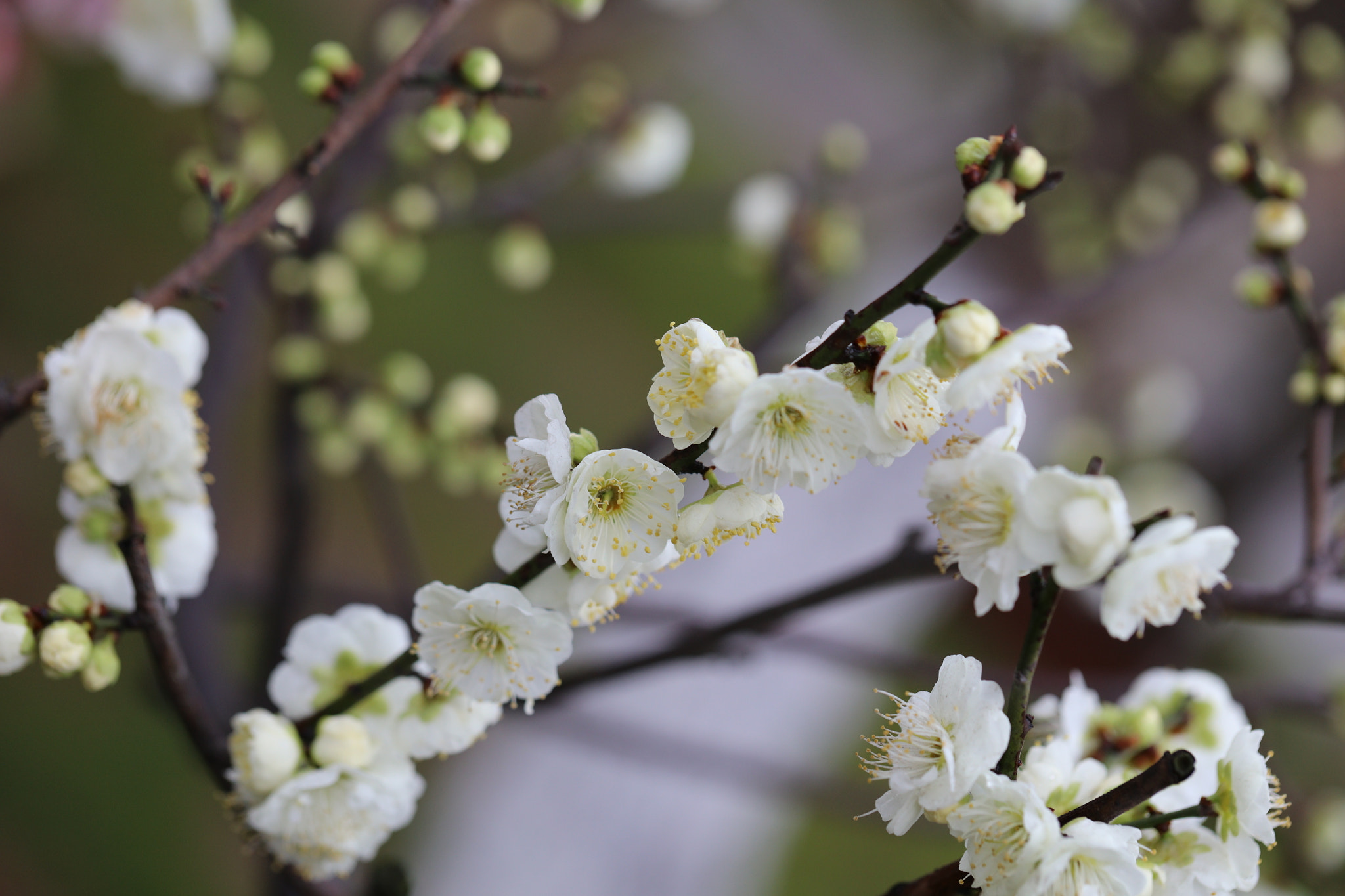 Canon EOS 5DS sample photo