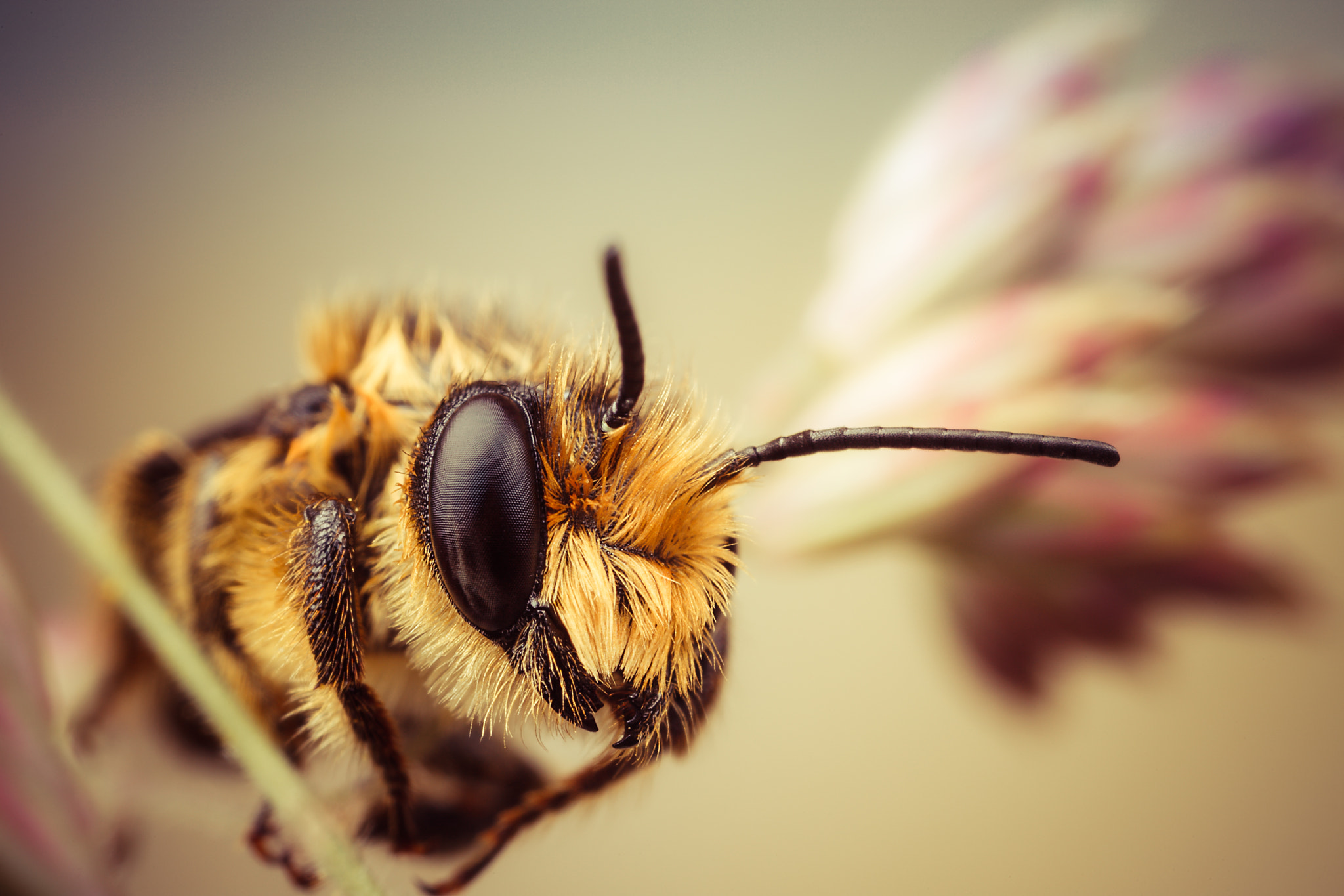 Canon EOS 5D Mark II + Canon MP-E 65mm F2.5 1-5x Macro Photo sample photo. Red mason bee photography