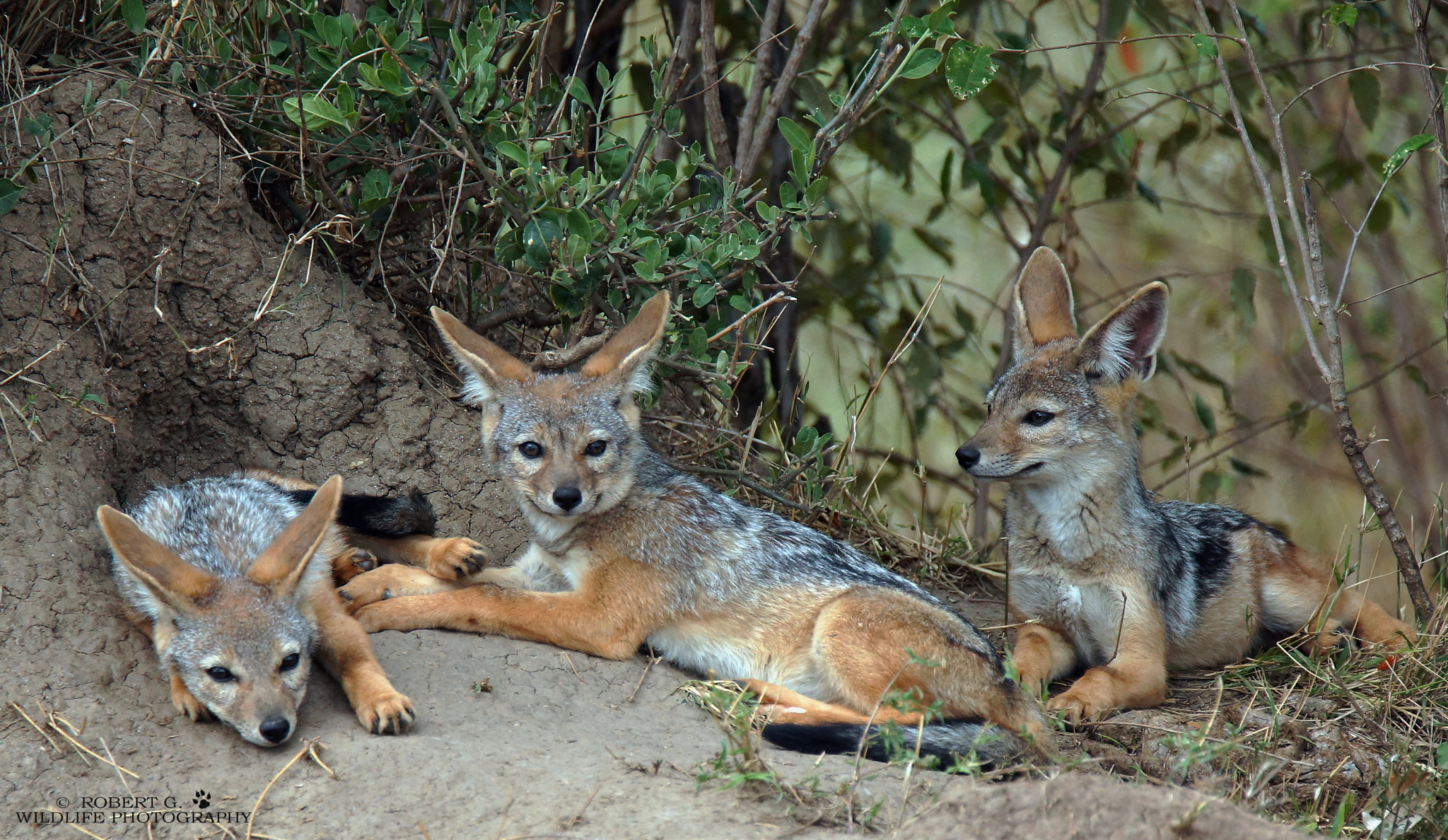 Sony SLT-A77 sample photo. Young jackals masai mara 2016 photography