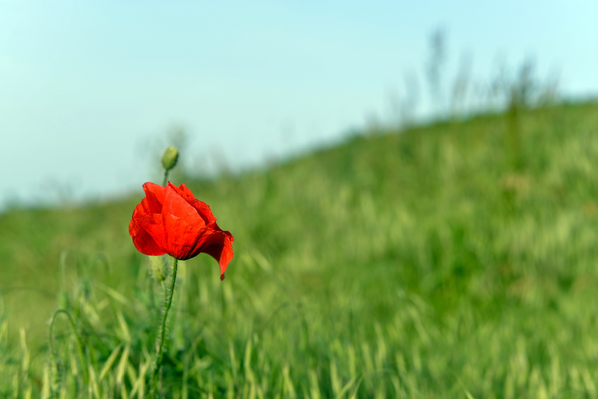 Nikon D600 + Nikon AF Nikkor 50mm F1.8D sample photo. Fresh memories photography
