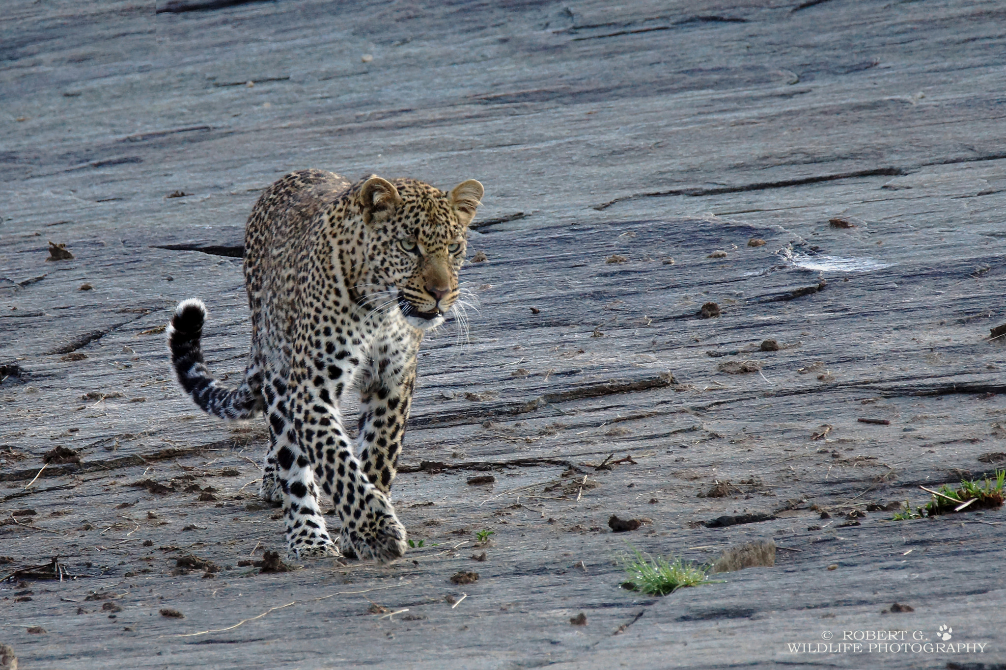 Sony SLT-A77 + Tamron SP 150-600mm F5-6.3 Di VC USD sample photo. Early morning walk  masai mara 2016 photography