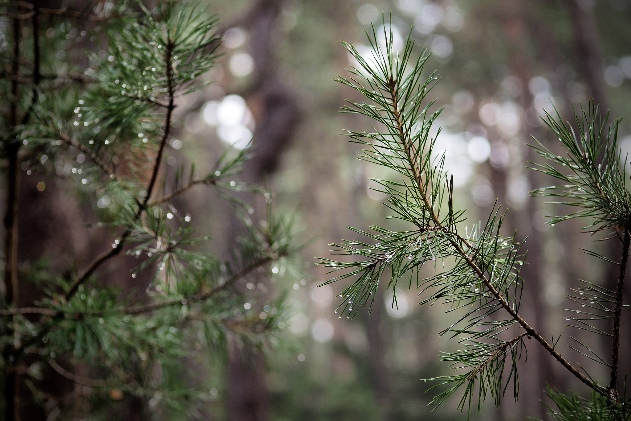 Olympus OM-D E-M5 II + Sigma 60mm F2.8 DN Art sample photo