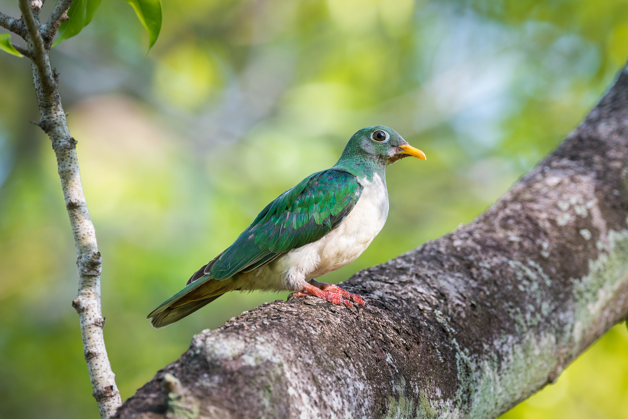 Nikon AF-S Nikkor 600mm F4E FL ED VR sample photo. Juvenile jambu fruit dove photography