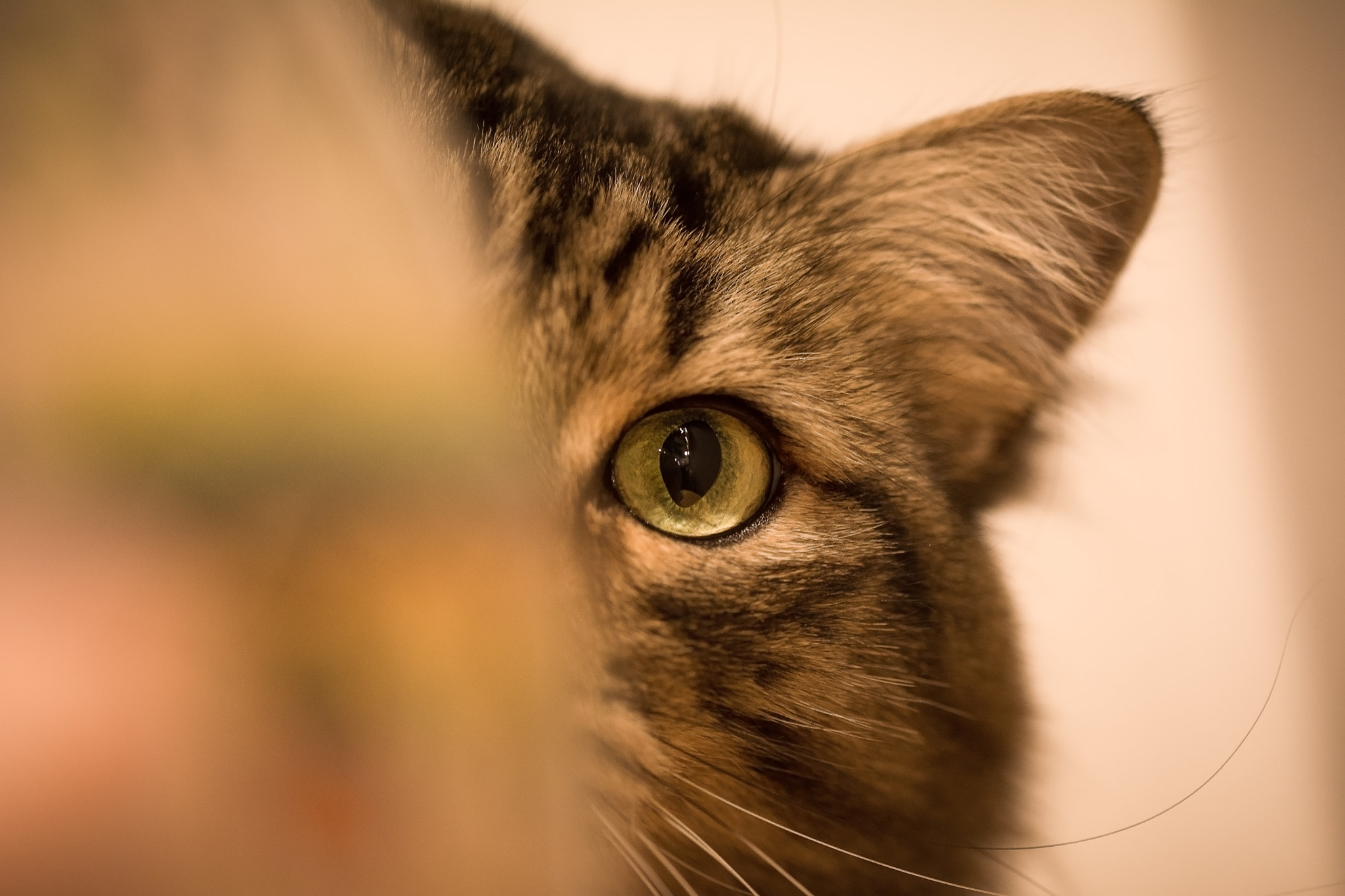 Sigma 105mm F2.8 EX DG OS HSM sample photo