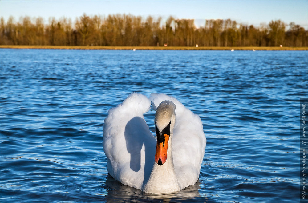 Sony a7S II + Tamron SP 24-70mm F2.8 Di VC USD sample photo. Beautiful white swan on the sun near the river with vivid blue w photography