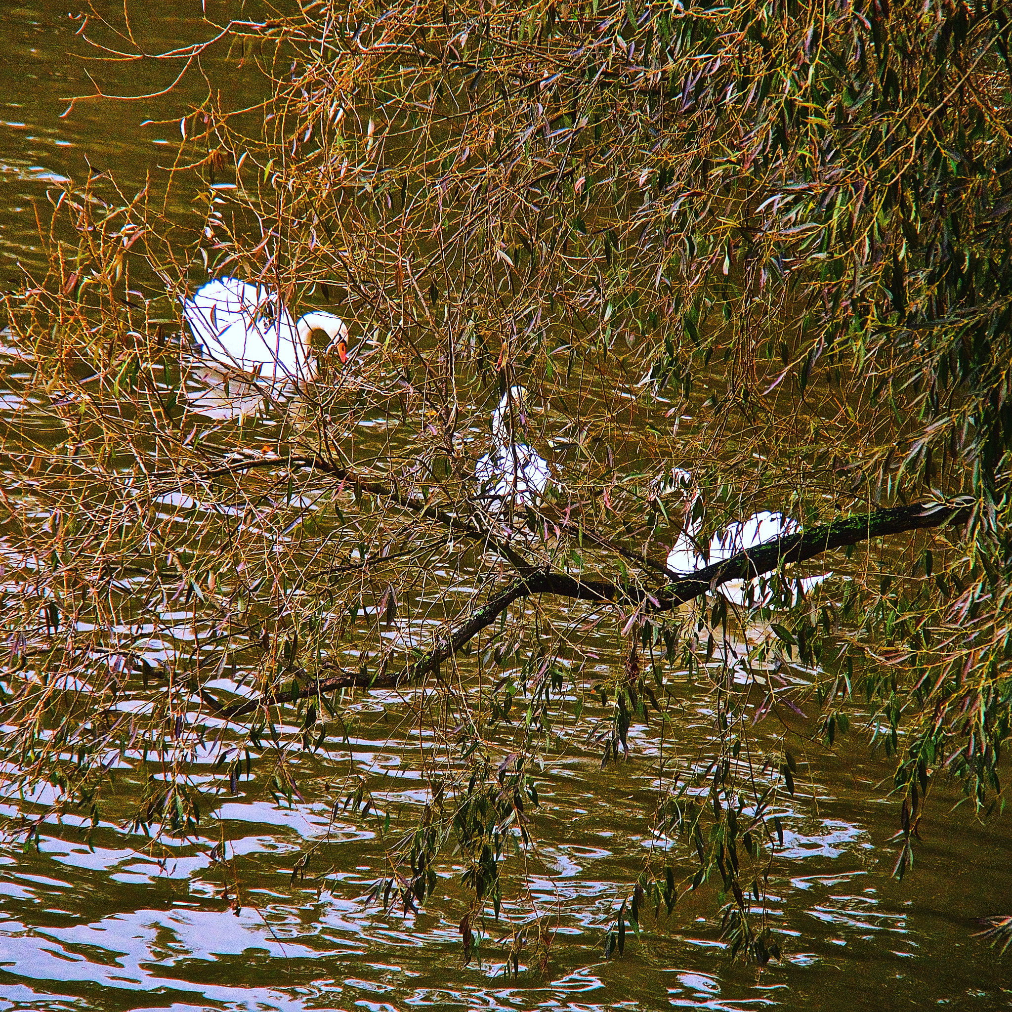 Olympus OM-D E-M5 sample photo. Duck and hide photography