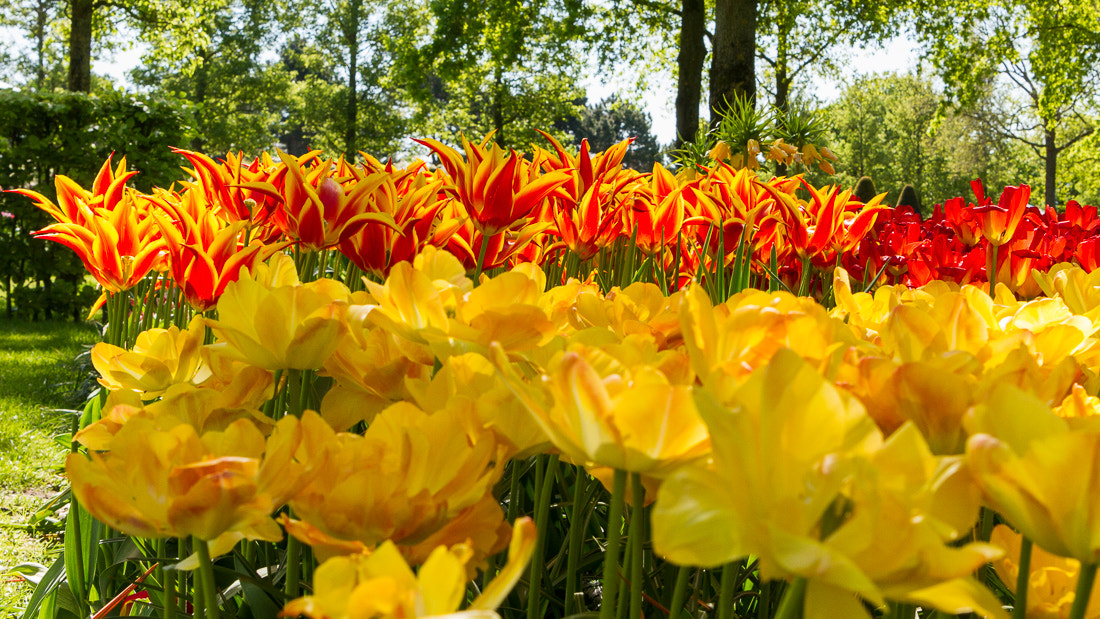 Canon EOS 7D sample photo. Tulips photography