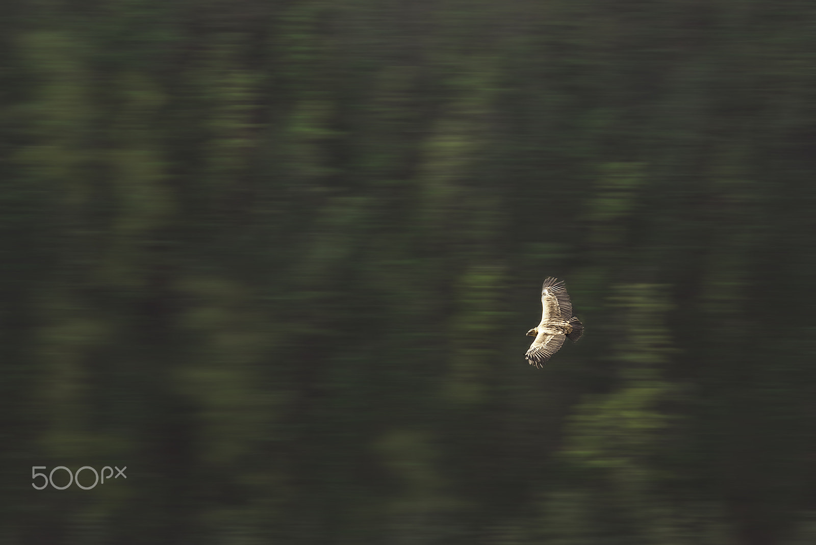 Nikon AF-S Nikkor 70-200mm F4G ED VR sample photo. Griffon observing a valley photography