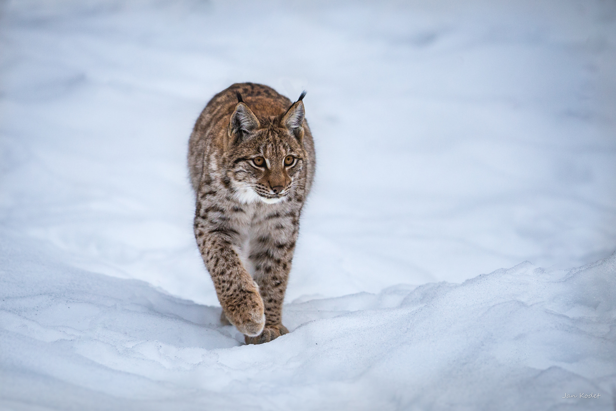 Canon EOS 6D + Canon EF 300mm F2.8L IS USM sample photo. Lynx photography