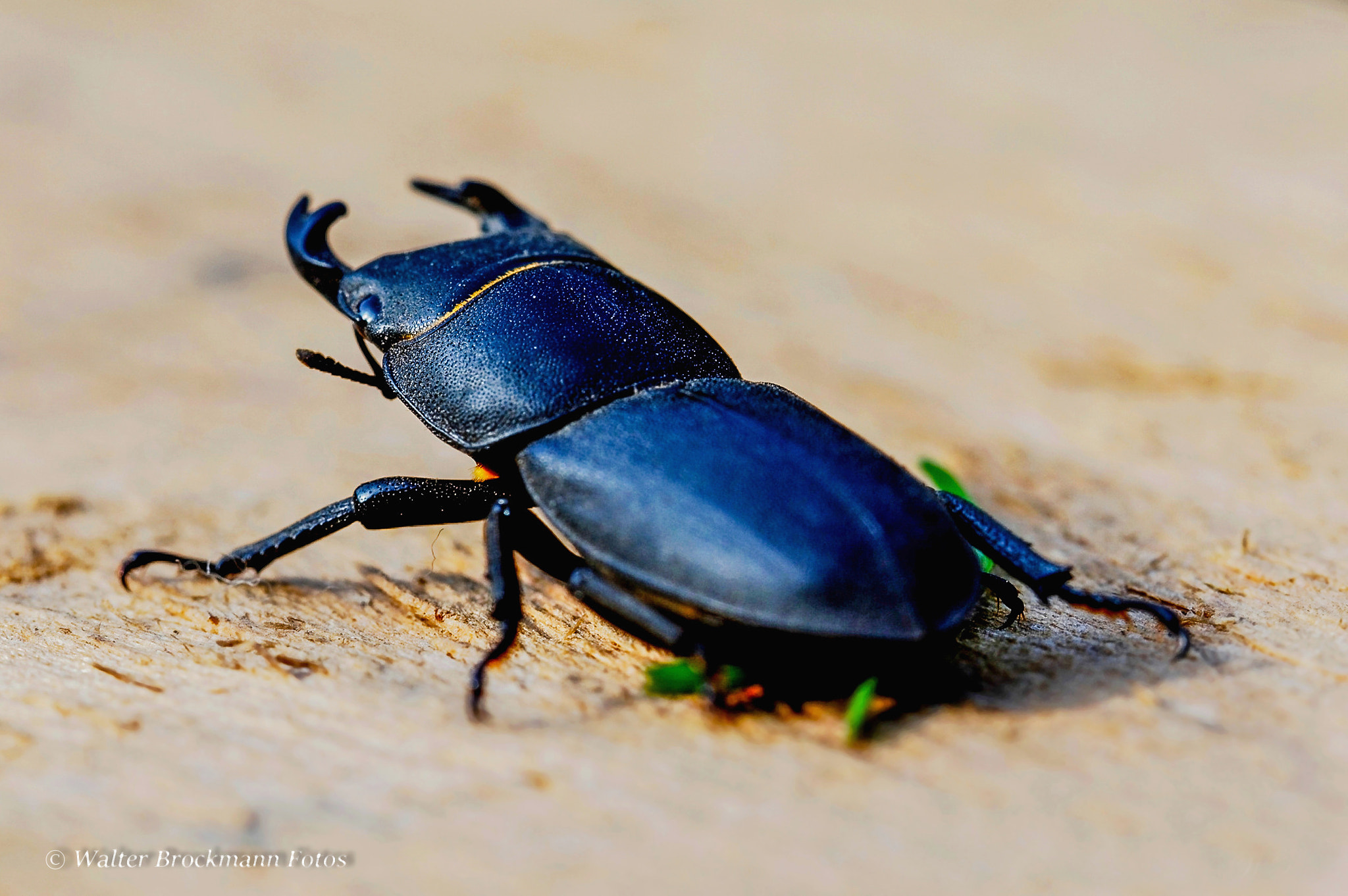 Nikon D3200 sample photo. Käfer & insekten photography