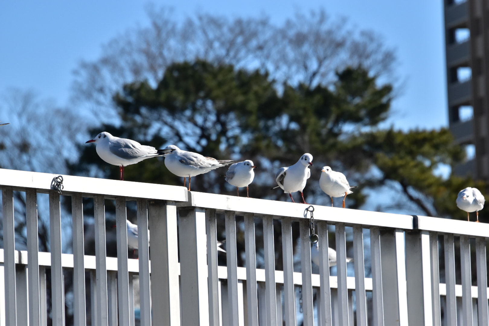 Nikon D5500 sample photo