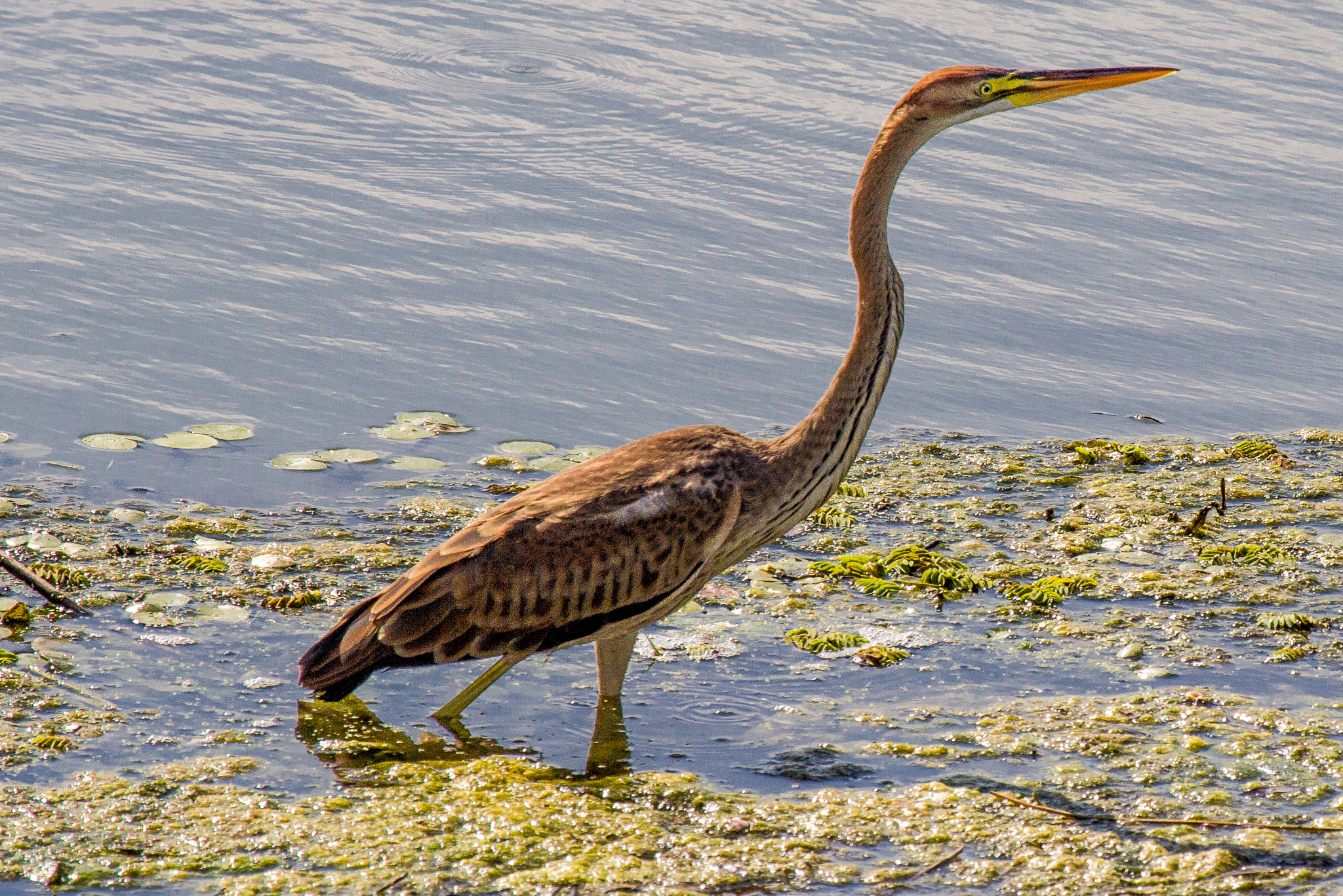 Canon EF 100-400mm F4.5-5.6L IS USM sample photo. Purple heron photography