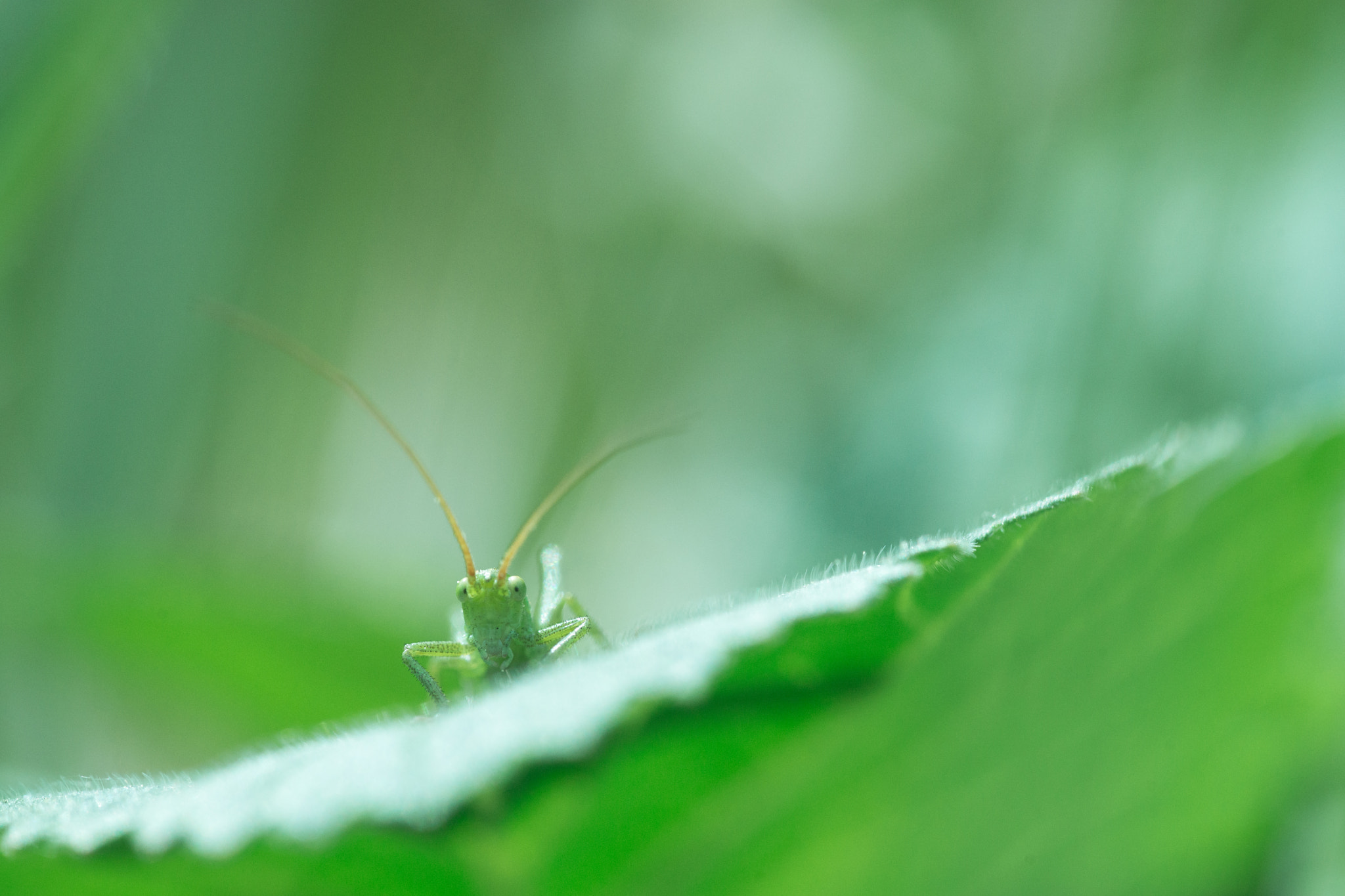 Sony a99 II + 105mm F2.8 sample photo. Angry bug photography