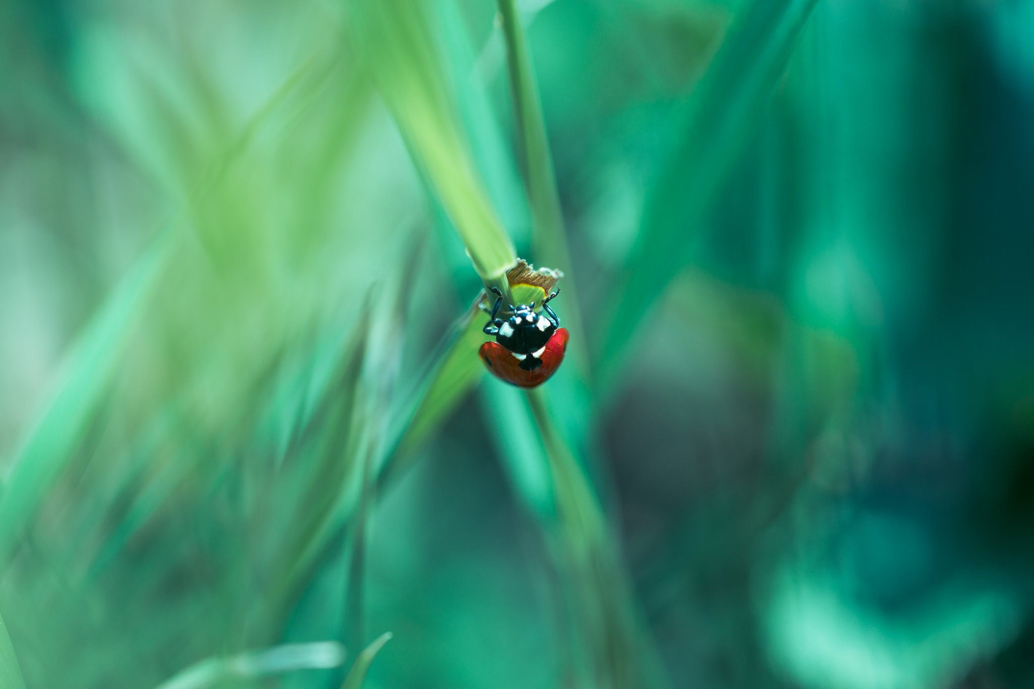 105mm F2.8 sample photo. Lady in red photography
