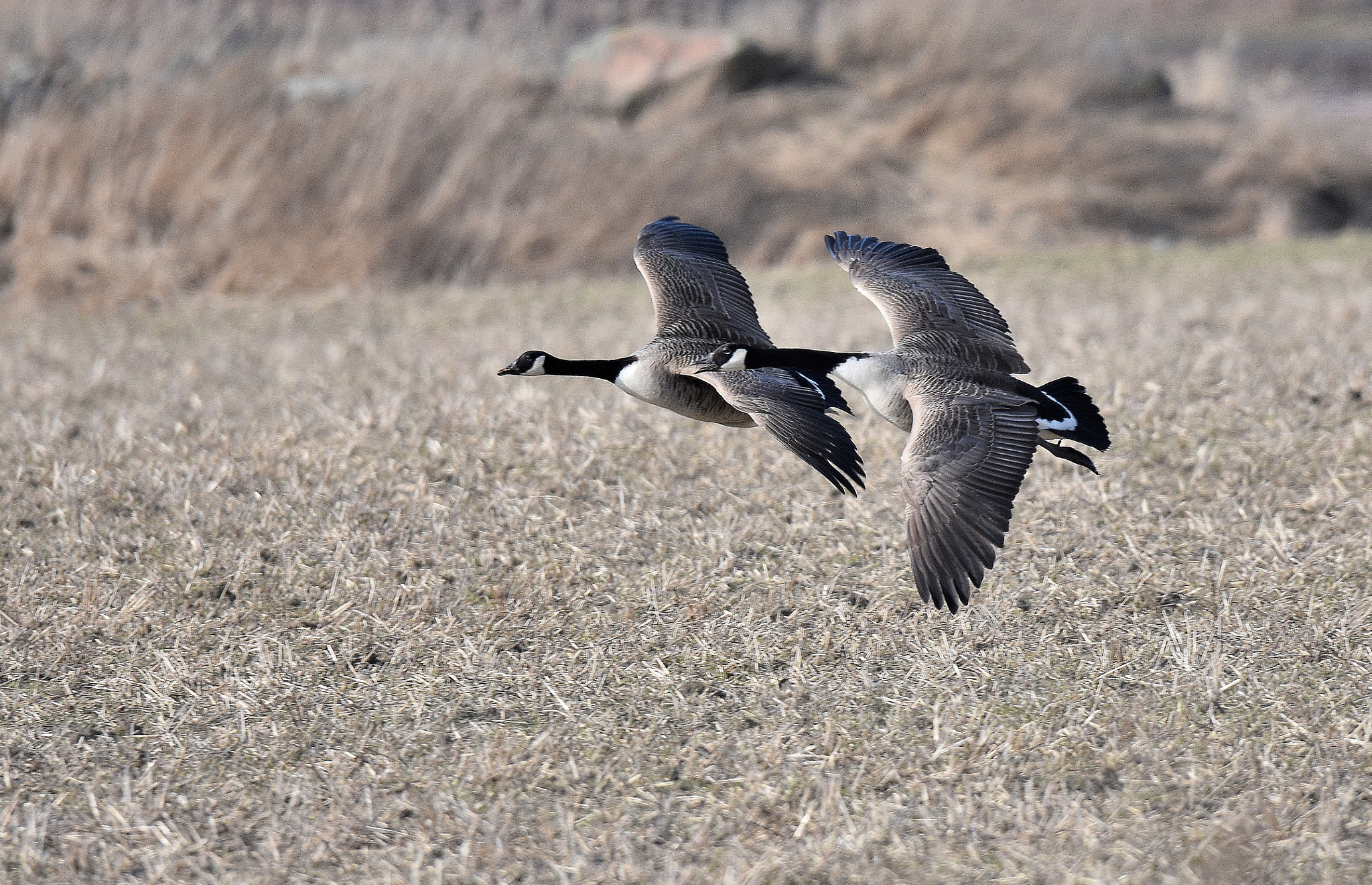 Nikon D7200 + Sigma 150-600mm F5-6.3 DG OS HSM | S sample photo. Canada geese photography