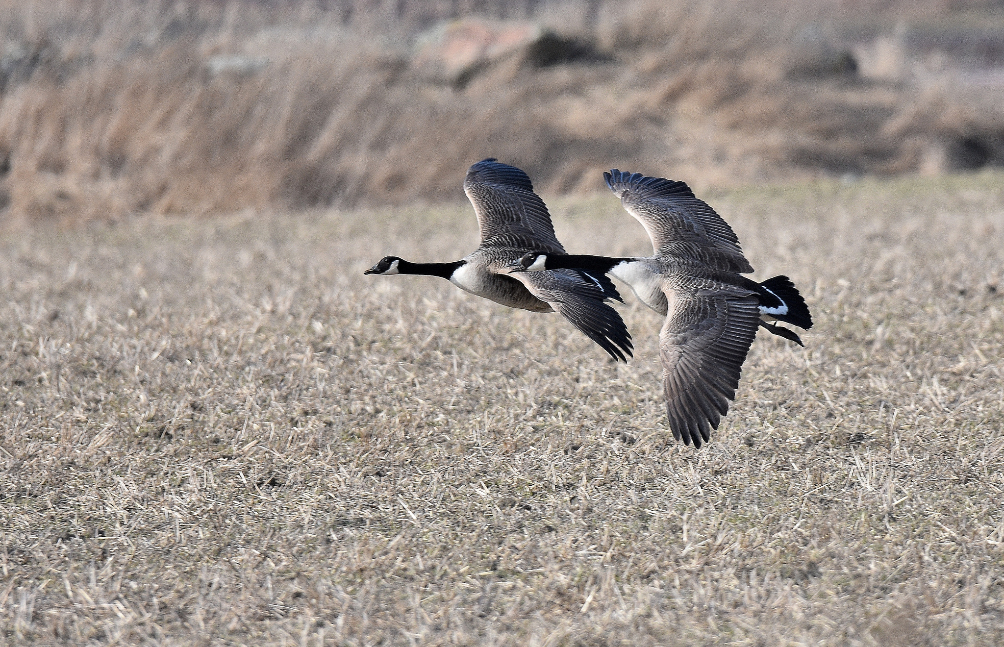 Nikon D7200 sample photo. Canada geese photography