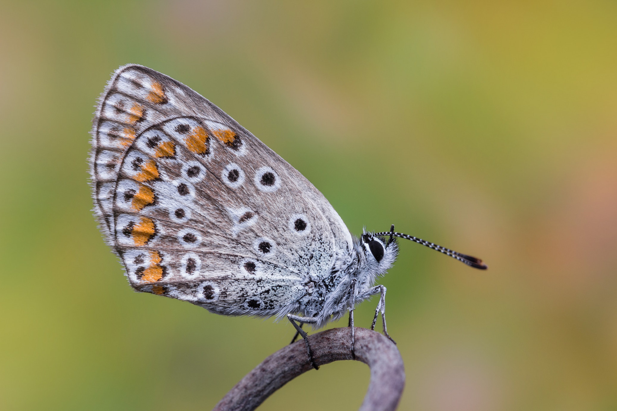 Tamron SP AF 180mm F3.5 Di LD (IF) Macro sample photo. La punta photography