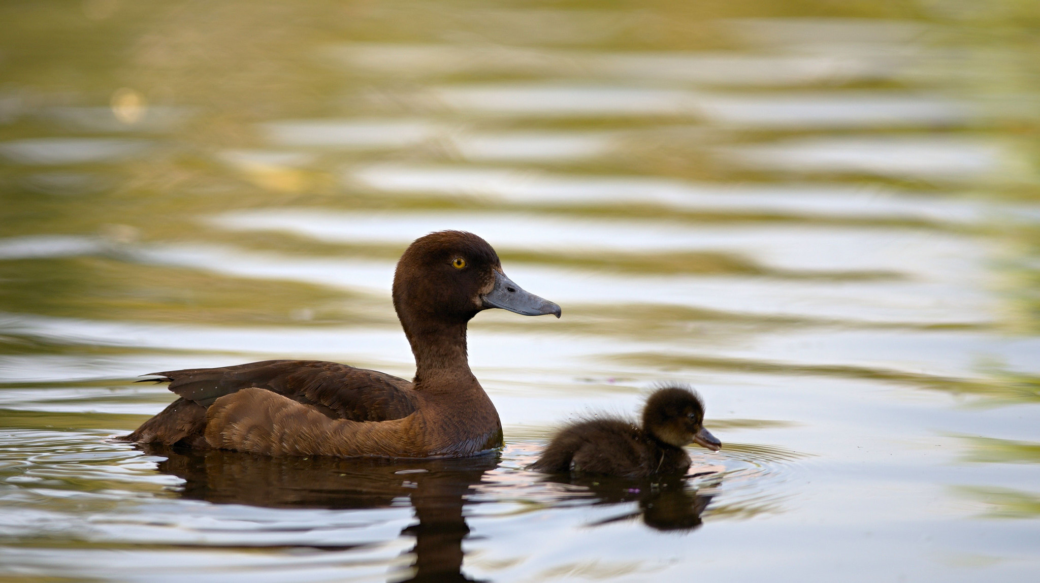 Nikon D610 sample photo. Tufted duck (female) with young duckling. photography