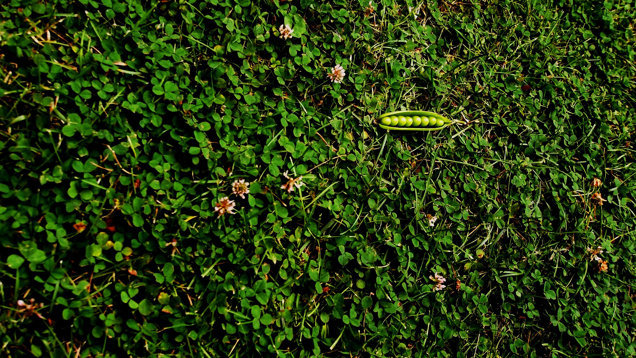 Olympus PEN E-PL2 sample photo. Peas photography