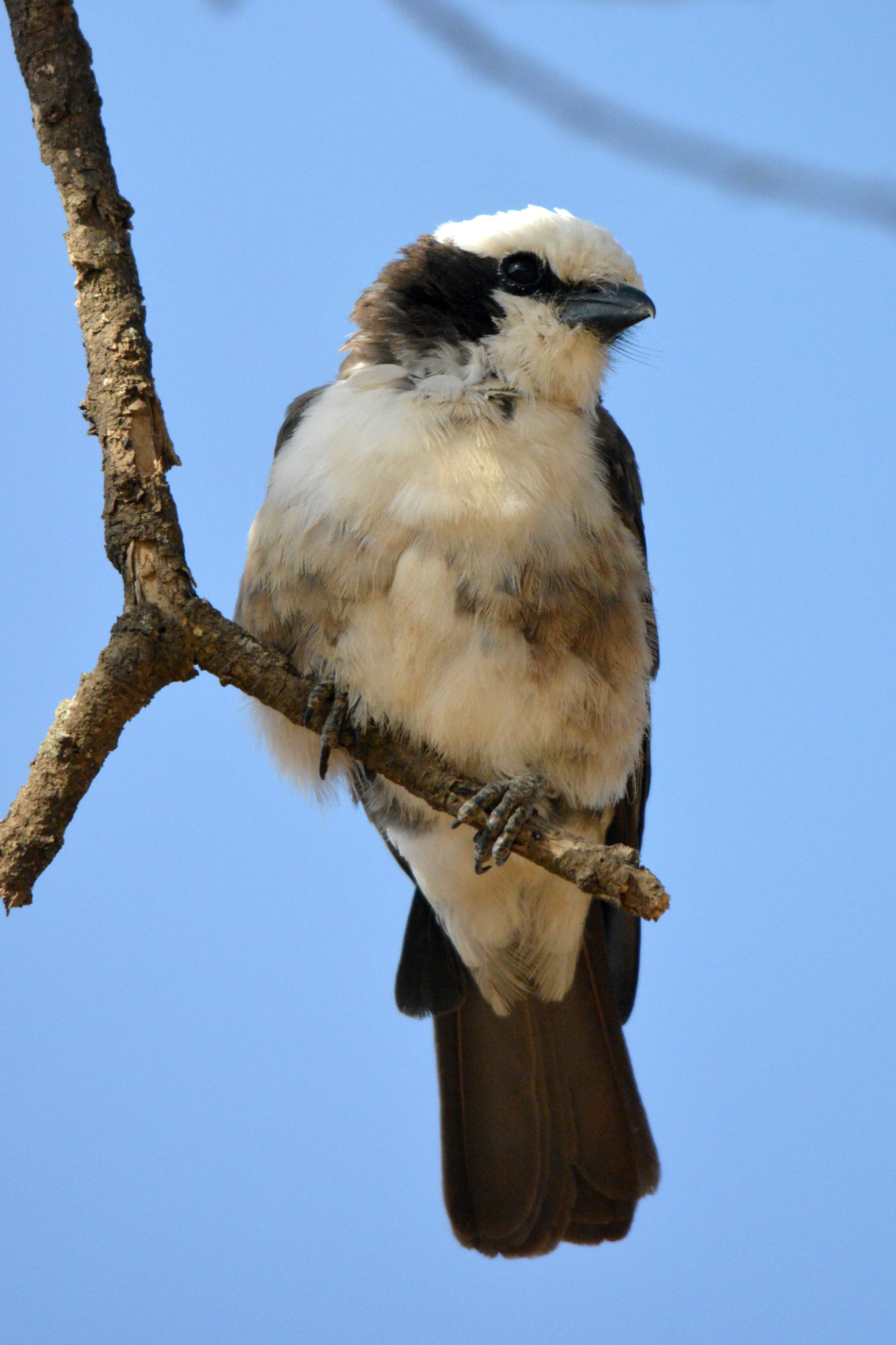 Nikon D5200 + Sigma 150-500mm F5-6.3 DG OS HSM sample photo. Northern white crowned shrike photography