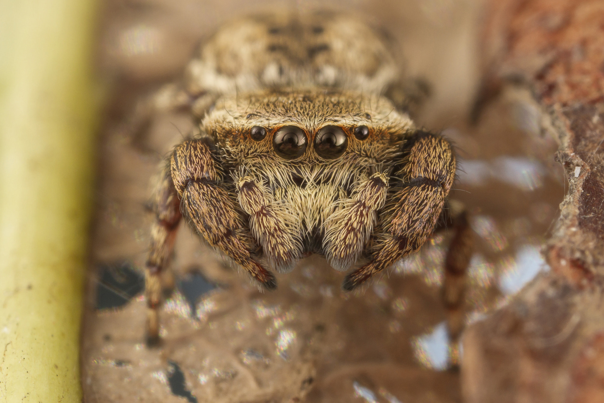 Canon EOS 7D + Canon MP-E 65mm F2.5 1-5x Macro Photo sample photo. Jumping spider (rhene sp:) photography