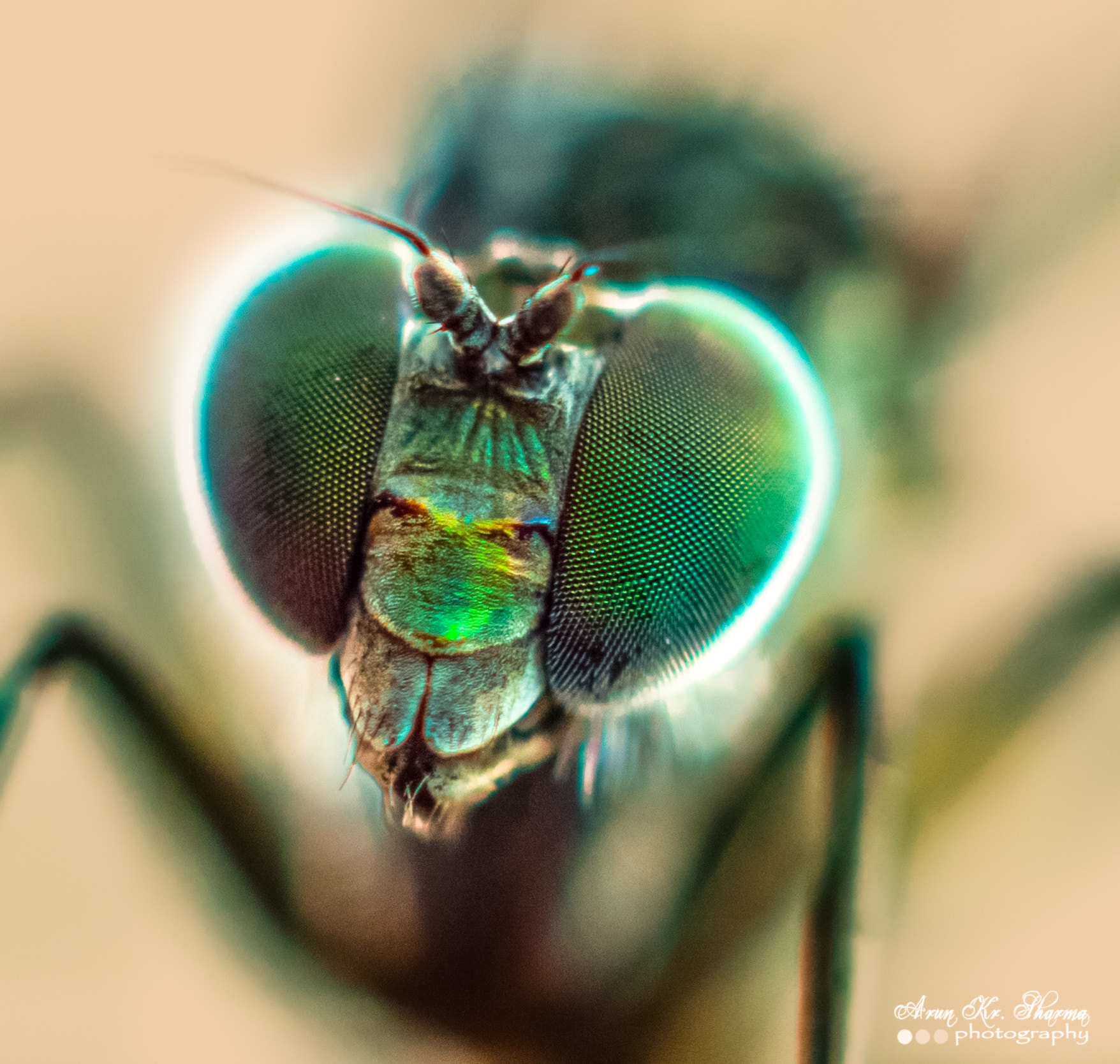 Canon EF-S 60mm F2.8 Macro USM sample photo. Eyes of a house fly photography