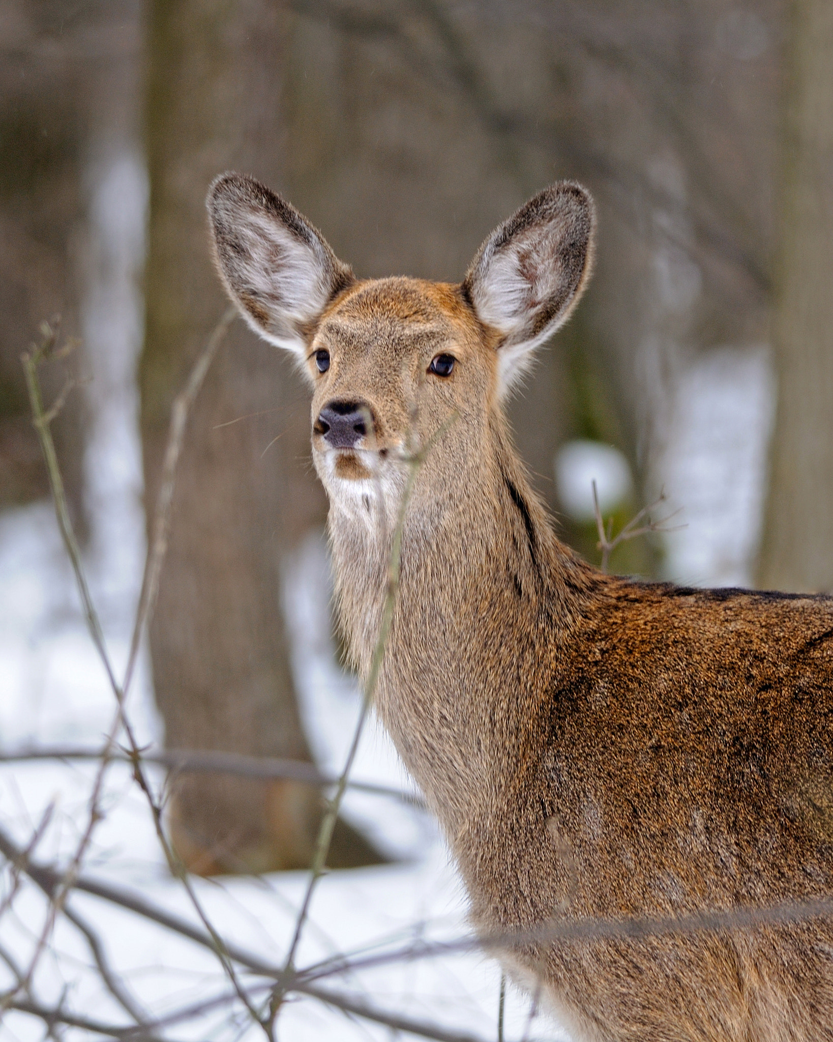 Nikon D300S sample photo. Portrait of sika deer photography