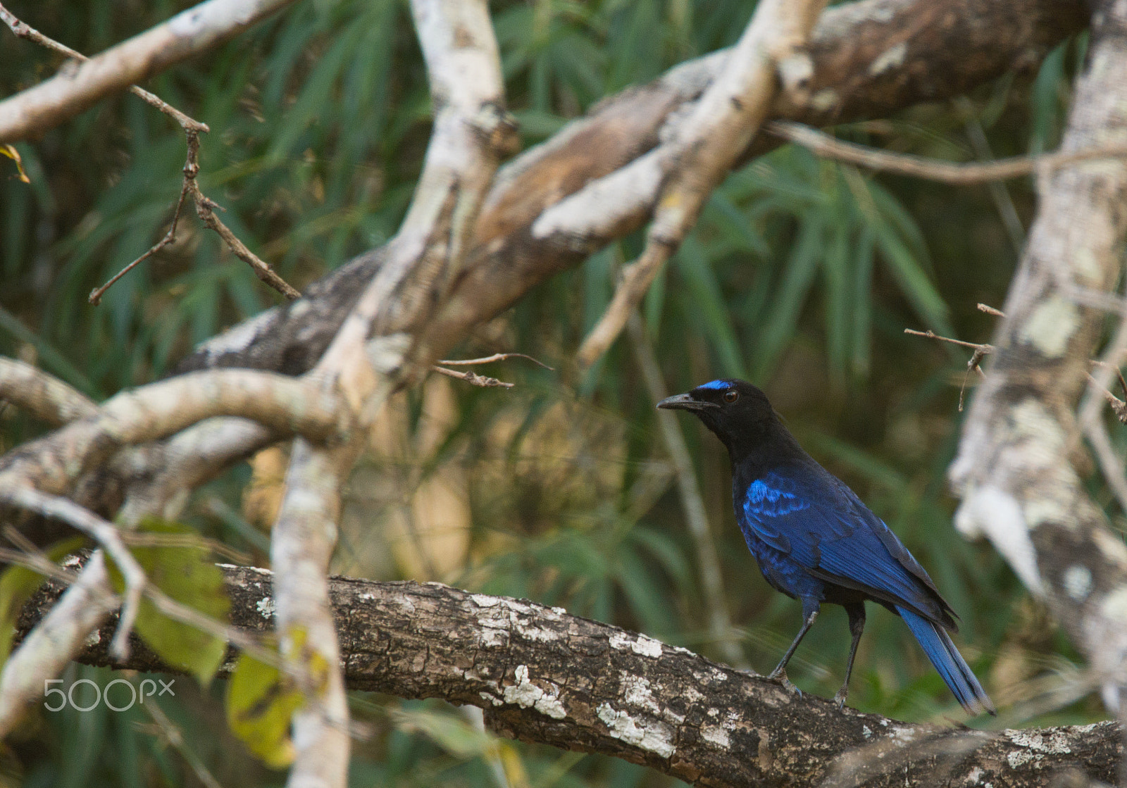 Sony SLT-A65 (SLT-A65V) sample photo. Malabar whistling thrush photography