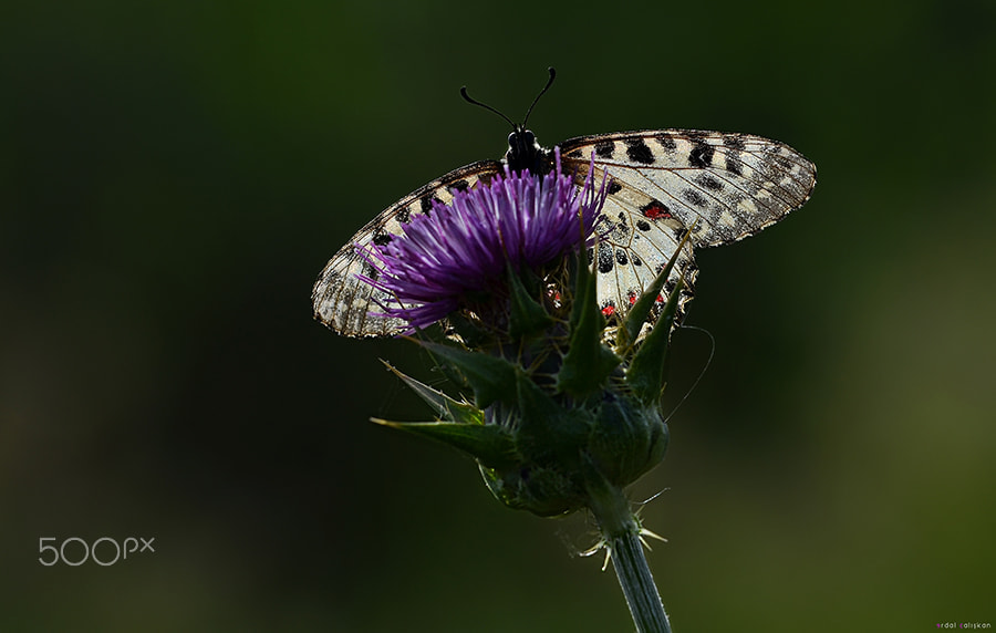 Nikon D7000 + Tamron SP AF 70-200mm F2.8 Di LD (IF) MACRO sample photo. Butterfly photography