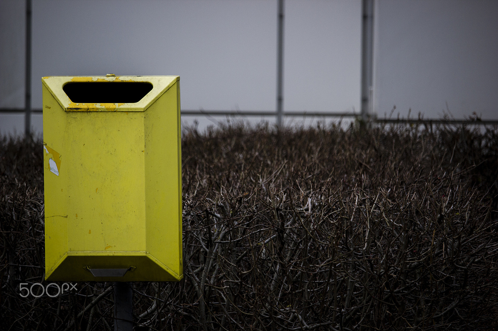 Canon EF-S 55-250mm F4-5.6 IS STM sample photo. Yellow photography