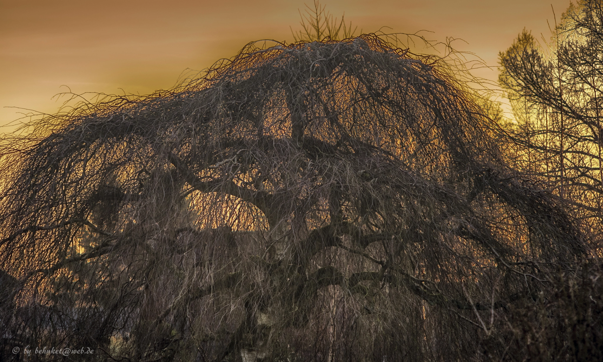 Sony a7 II + Canon EF 40mm F2.8 STM sample photo. Tree photography