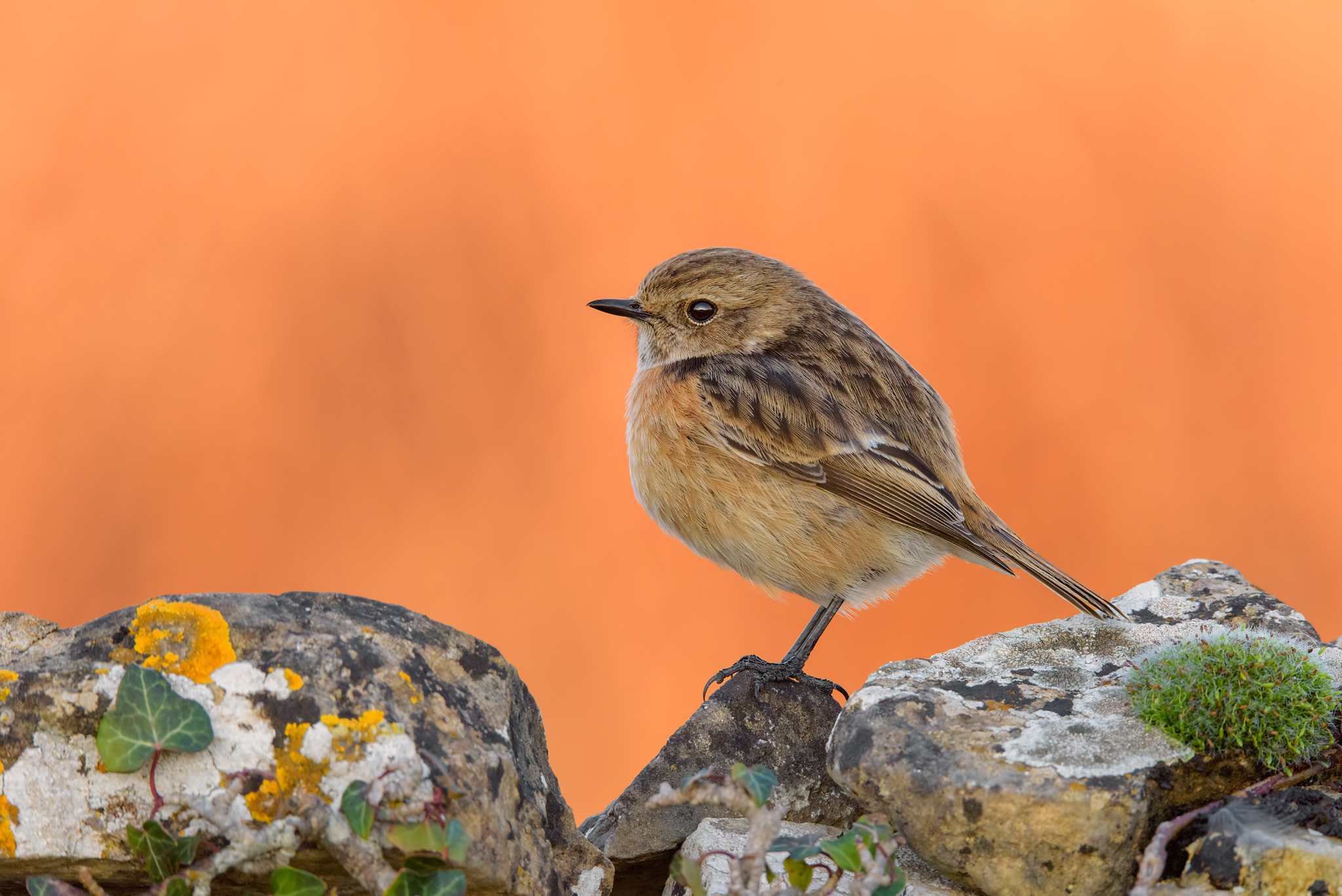 Sigma 150-600mm F5-6.3 DG OS HSM | S sample photo. European stonechat tuscany sunset photography