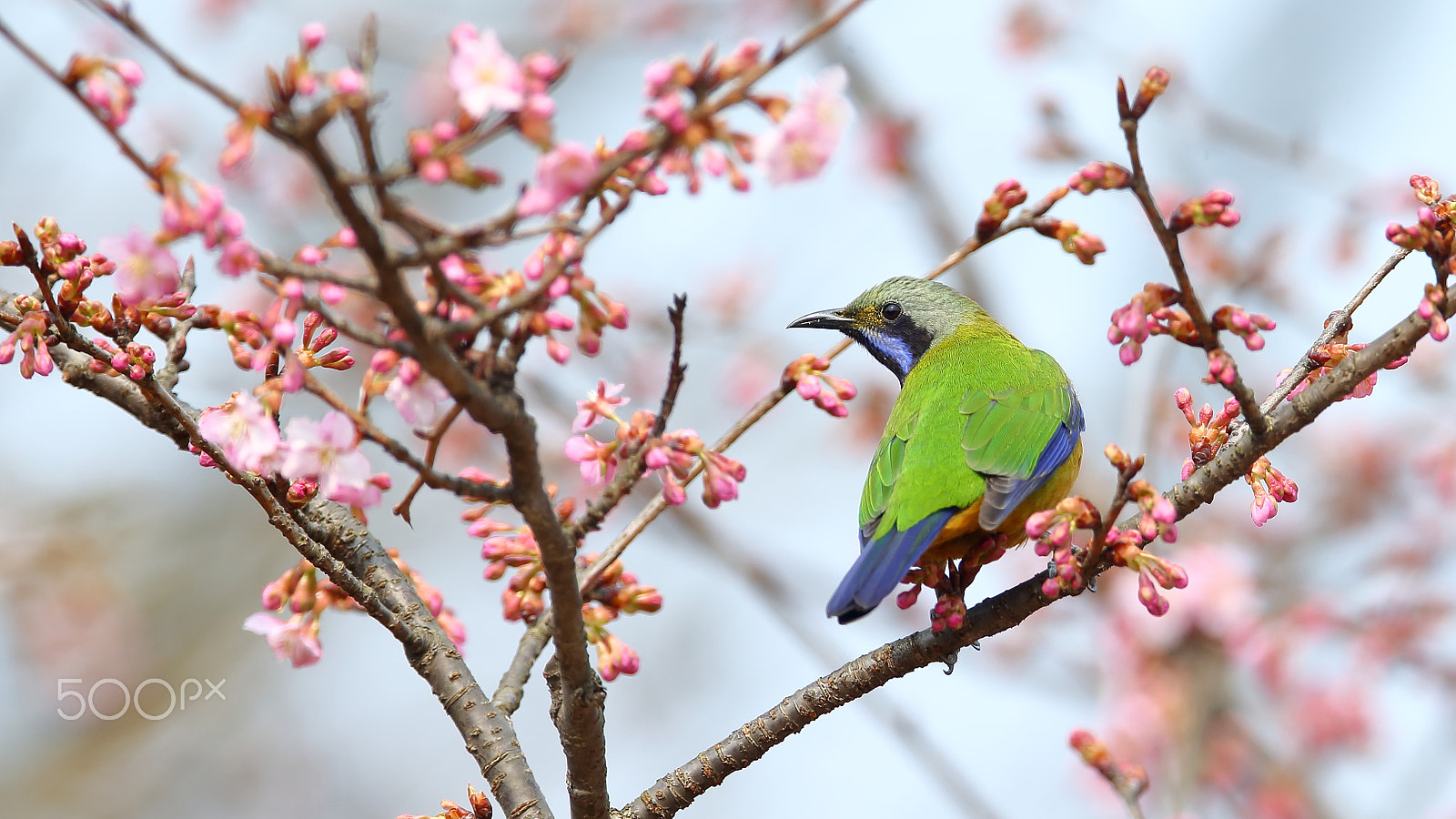 Canon EF 400mm F2.8L IS II USM sample photo. 橙腹叶鹎 photography