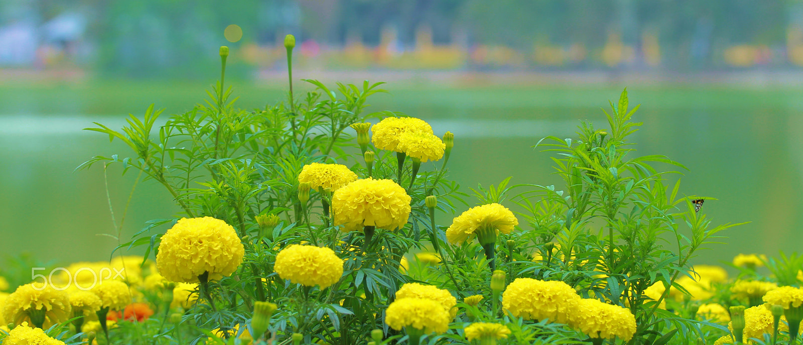 Canon EOS 7D + Sigma 50-100mm F1.8 DC HSM Art sample photo. Zinnia canary yellow photography