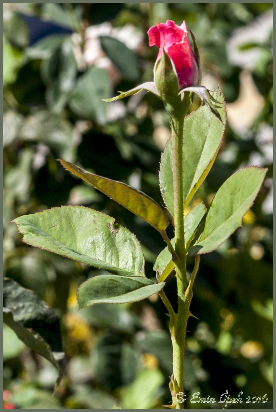 Canon EOS 40D + Canon EF 50mm F1.8 STM sample photo. Rose photography