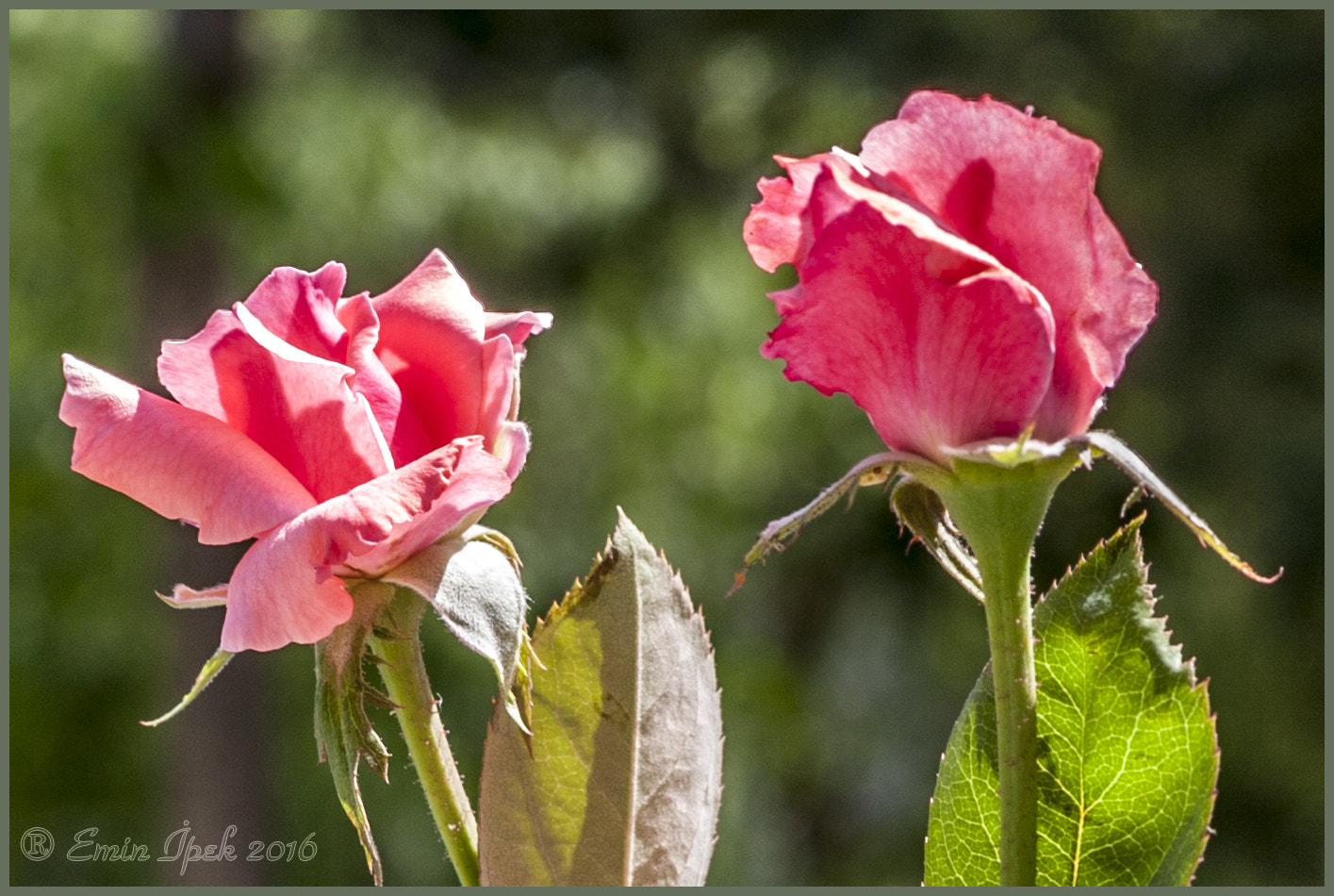 Canon EOS 40D sample photo. Rose photography