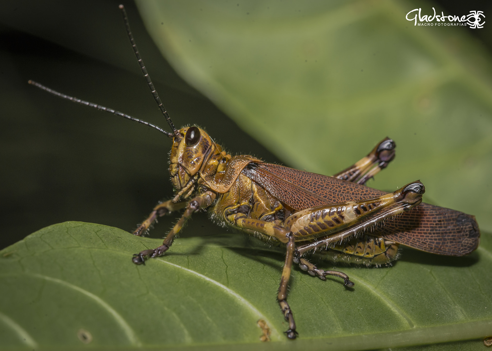 Sigma 105mm F2.8 EX DG OS HSM sample photo. Ton photography