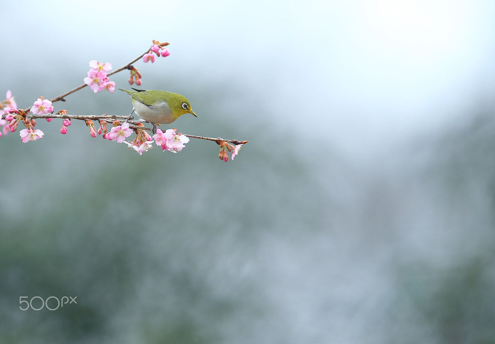 Canon EOS-1D X + Canon EF 400mm F2.8L IS II USM sample photo. 眺望的绣眼 photography