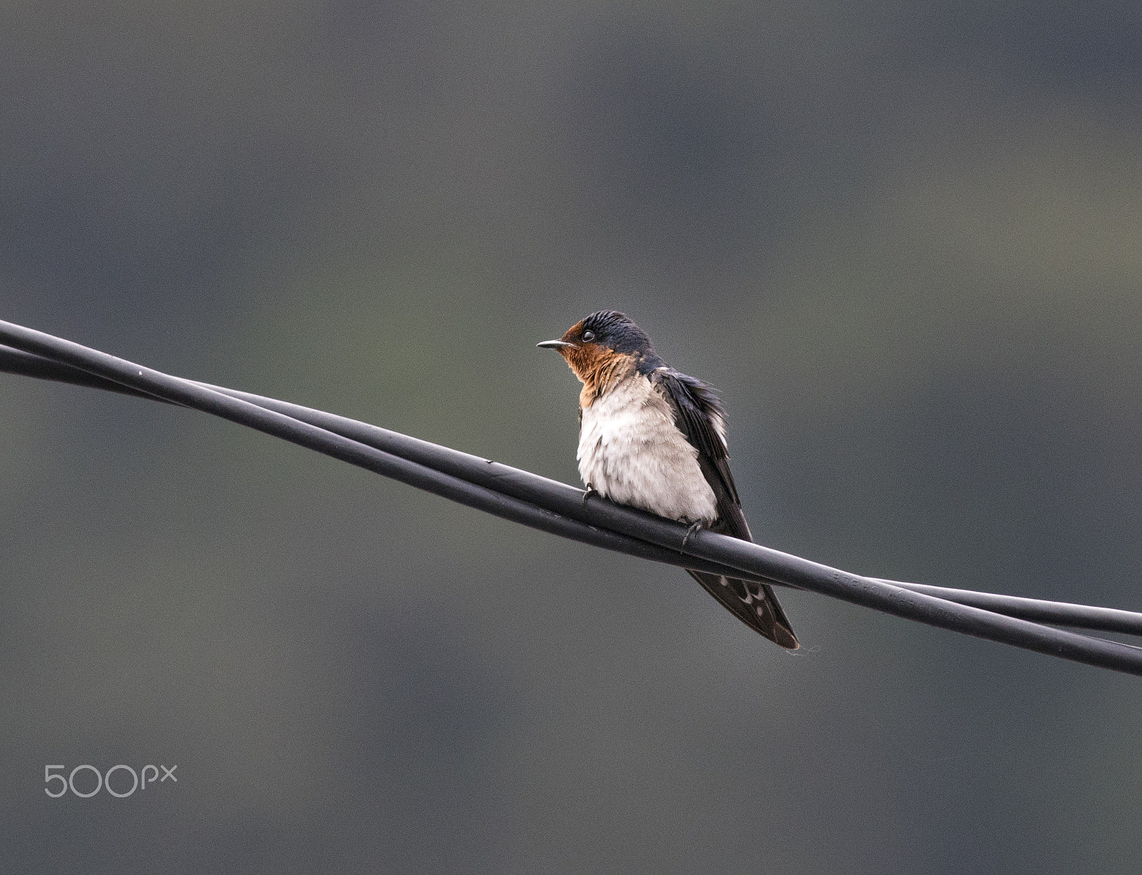Canon EOS 80D + Canon EF 400mm F5.6L USM sample photo. Pacific swallow photography