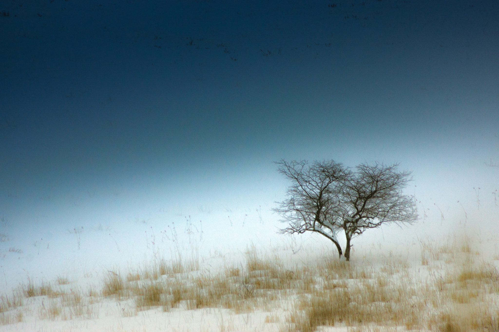 Sony DT 55-200mm F4-5.6 SAM sample photo. Snow white photography