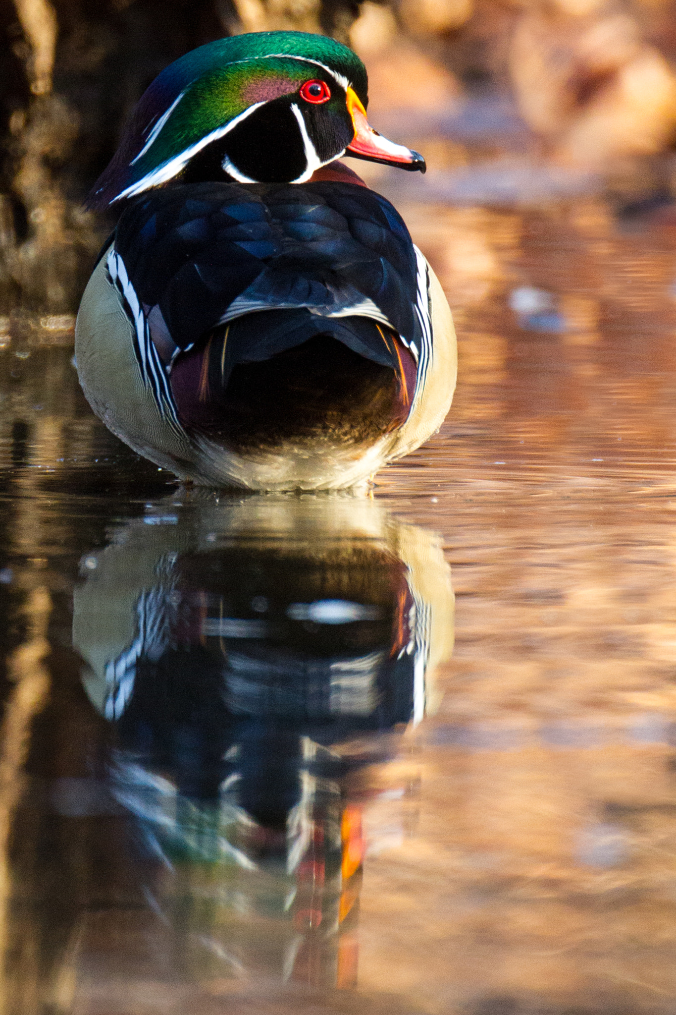 Canon EOS 7D + Canon EF 500mm F4L IS USM sample photo. Wood duck reflection photography